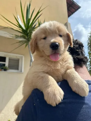 Golden O parceiro ideal para quem busca um cão companheiro