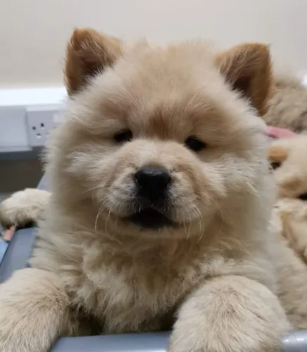 Chow Chow,Chow Chow Filhote Muito Amoroso e Dócil