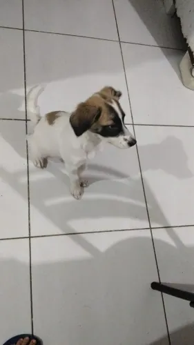 Cachorrinha femea