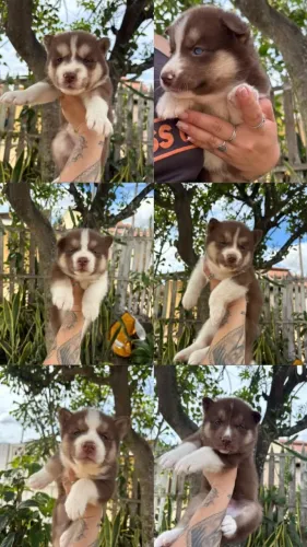 Filhotes de husky siberiano 