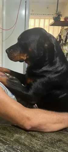 Rottweiler