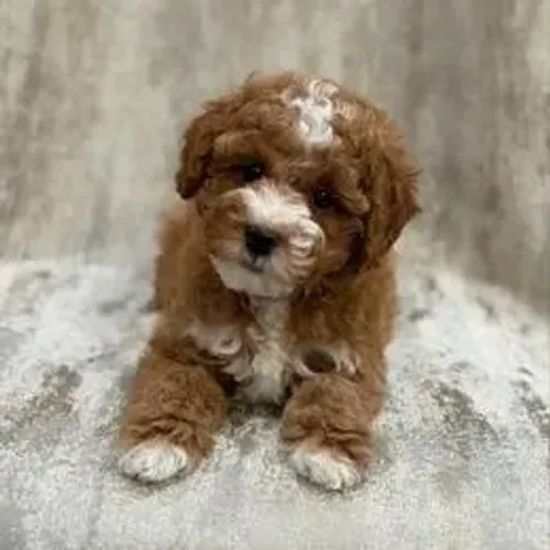 Poodle,Poodle Filhote Muito Amoroso e Dócil
