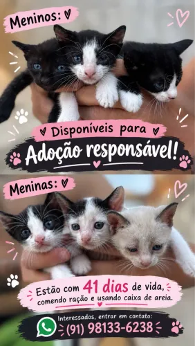 Doação de Gatinhos
