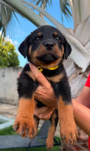 Filhotes de Rottweiler