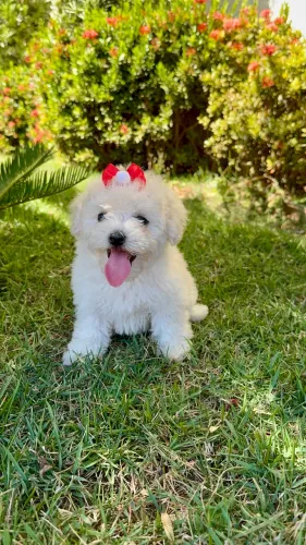 VENDE-SE POODLE TOY - FÊMEA