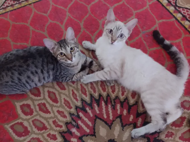 DOAÇÃO DE GATOS MACHOS.