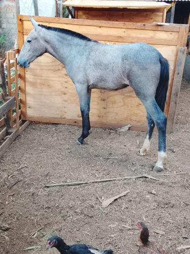 Vendo Potra mangolina marcha picada 10 meses