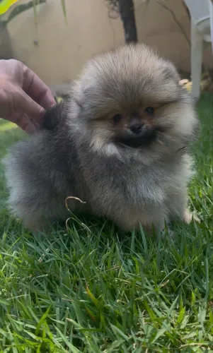 Filhote de Pomerania importado