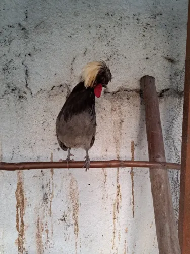 Galo