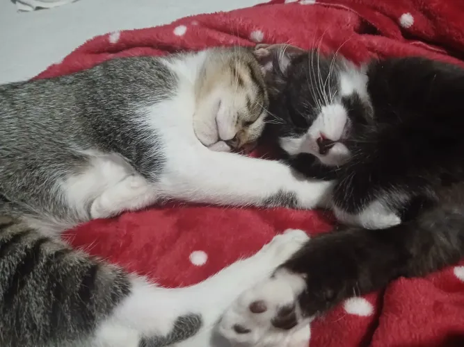 Doa se gatos