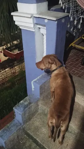 Adoção responsável 