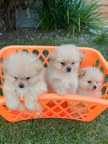 Filhote de Spitz Alemão- Lulu da Pomerânia