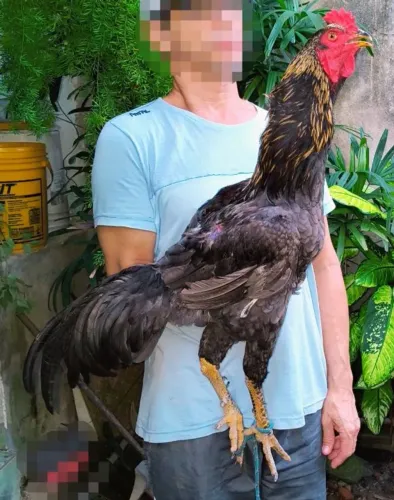 Galo jovem.