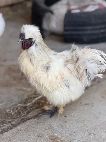 Vendo galo raça sedosa