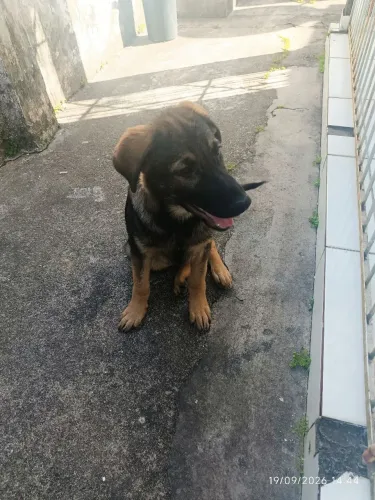 Cachorro 