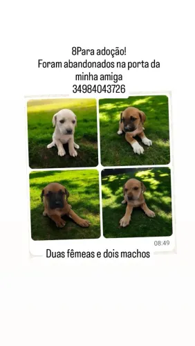 Cachorros para adoção!