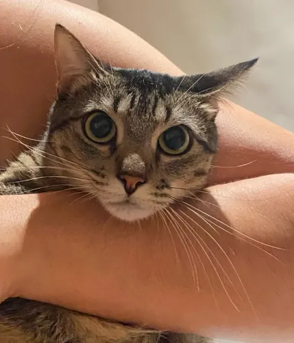 Doa-se gatinha extremamente dócil
