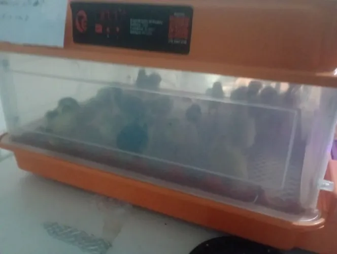 Chocadeira 35 ovos de galinha de 70 a 80 ovos de codorna, chocadeira ecológica