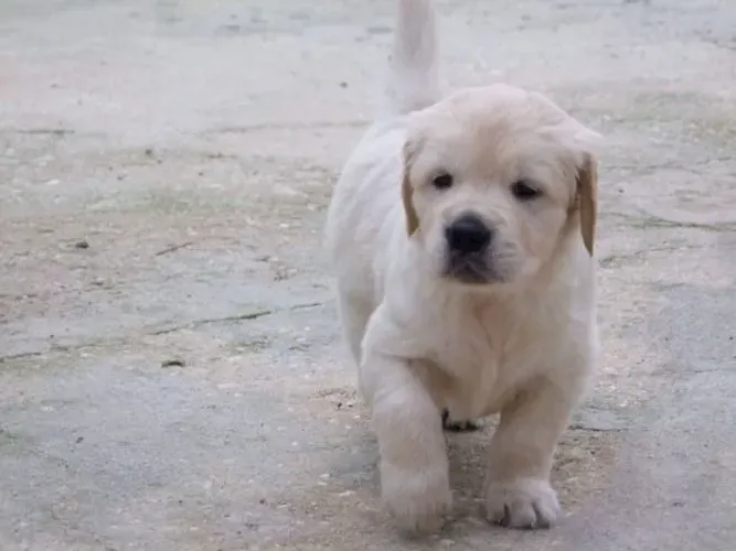 Golden Retriever Saudável | Vacinado com V10 Importada | Loja Física