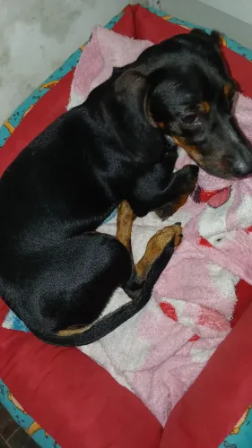 Cachorra salsicha
