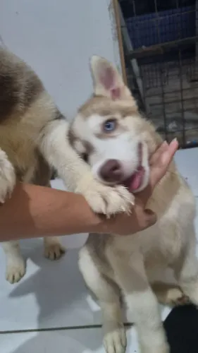 Huskys Filhotes Autênticos