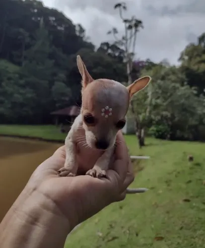 Pinscher miniatura 0 -A pronta entrega/Certificado pedigree 