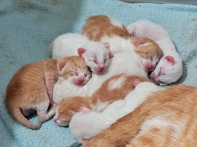 Gatinhos Machos para adoção