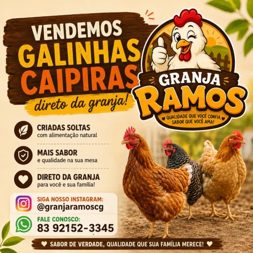 Oferta especial galinhas de qualidade