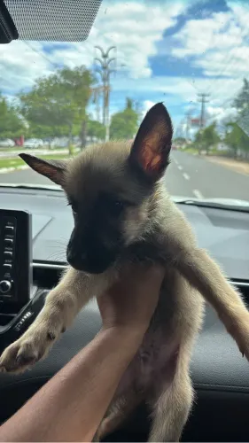Últimas unidades, filhote pastor alemão 