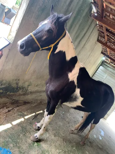 Cavalo marcha picada 