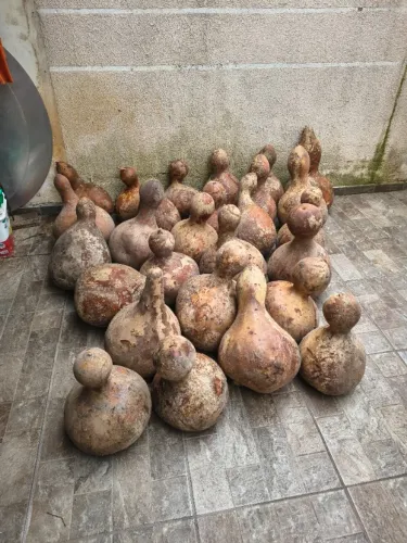 25 Cabaças gigantes - Lote