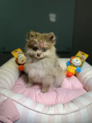 Filhotes de Spitz alemão (lulu da pomerania)