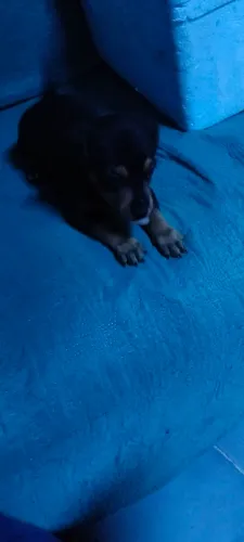 Pinscher macho. N 1 