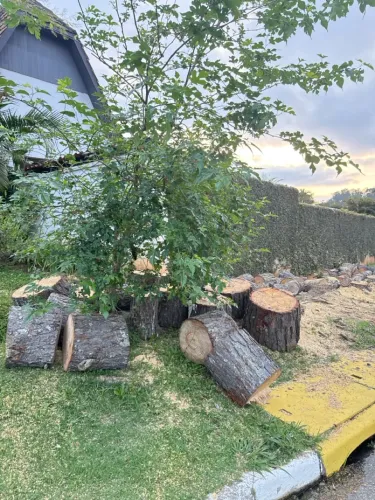 : Doação: Troncos de Madeira Pinus (Retirada Gratuita)