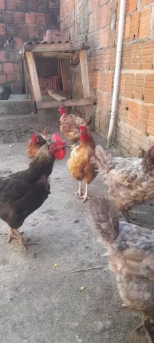 Galinhas caipira 