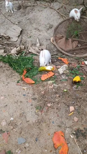 Vendo filhote de coelho macho fêmea lindos