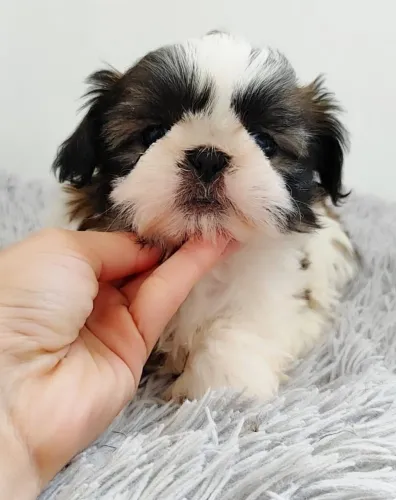 Shih tzu lindos - Entrega hj vendas