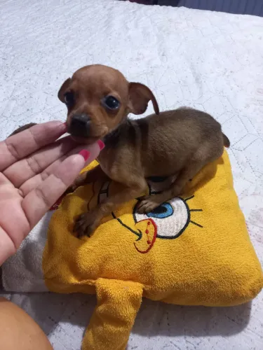 Vendo filhotes de pinscher número 1