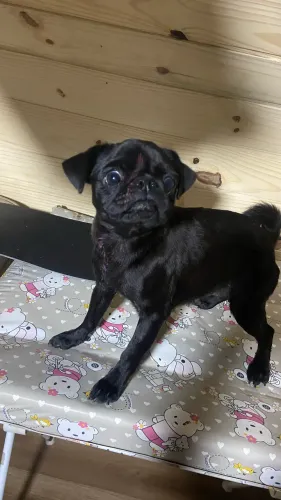 Vendo Pug Fêmea 