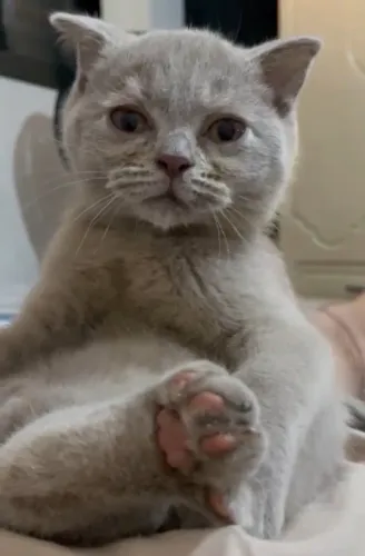 Gatos British Shorthair e Scottish Fold !!  lindíssimos!! 