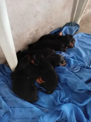 Cachorro macho raça bassê