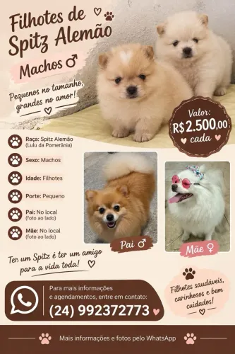 Spitz alemão