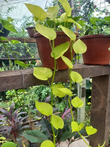 Plantas ornamentais...folhagens e flores 