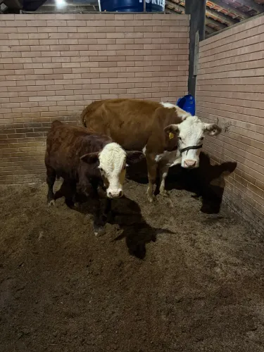 Vendo Matriz Hereford com terneiro de 6 messes 