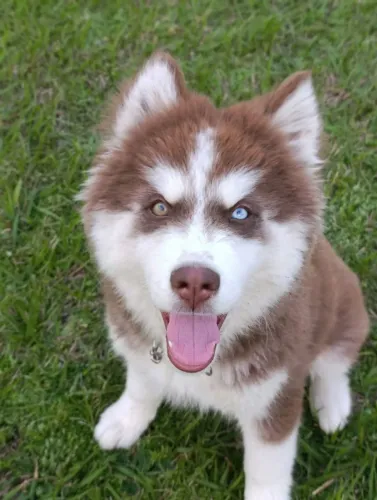 Macho de husky