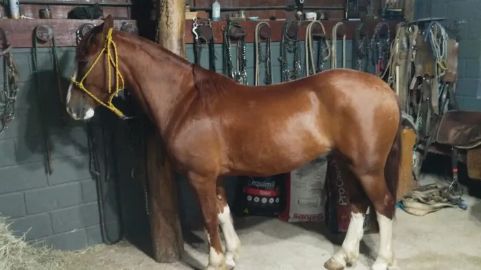 Vendo cavalo crioulo