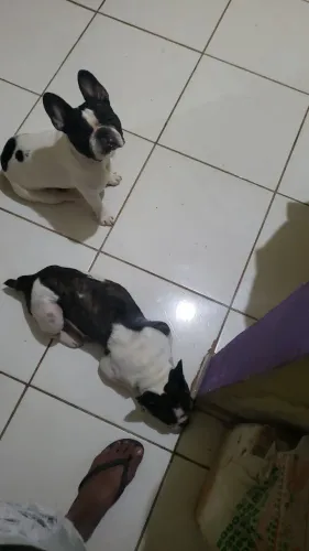 Vendo casal budoog francês 