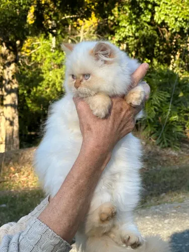Vendo Filhote Gato Persa Himalaia