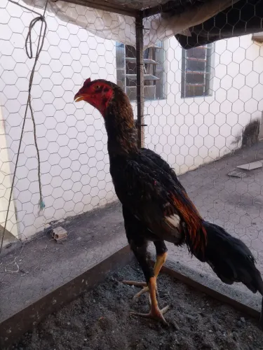 Vendo frango índio procedência