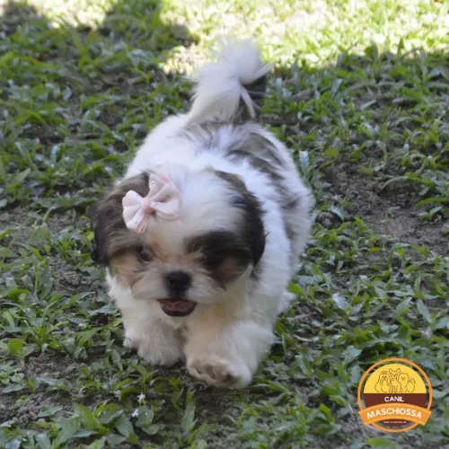 Shih tzu. Linhagem campeã e importada. CBKC.